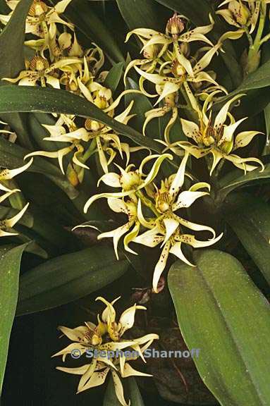 encyclia fragrans 1 graphic